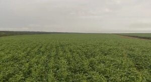 AUDIO: Campaña Agrícola 2022/2023: “Fue una campaña exitosa”, destacan desde Federación Paraguaya de Siembra Directa para una Agricultura Sustentable - Enfoque económico - ABC Color