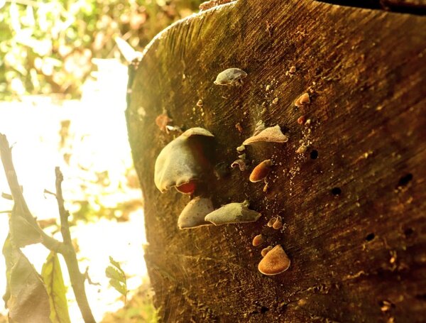 Sendero “Los Hongos” se suma al turismo de naturaleza de Alto Paraná - La Clave