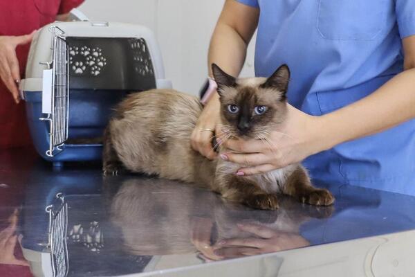Éxito total en la primera campaña de esterilización de animales en Encarnación