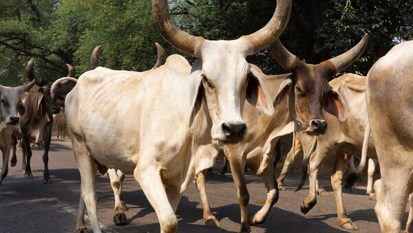 Diario HOY | Una vaca 'voladora' mata a un anciano que orinaba en las vías del tren