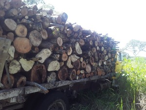 Incautan un camión repleto de maderas sustraídas de una estancia