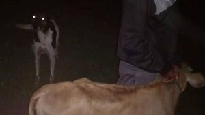 Un "súperperro" salva a un novillo a punto de ser faenado