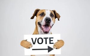 Elecciones 2023: ¿Puedo ir a votar con mi mascota? - Mascotas - ABC Color