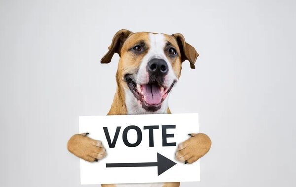Elecciones 2023: ¿Puedo ir a votar con mi mascota? - Mascotas - ABC Color