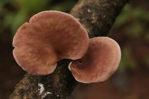 Exposición fotográfica Funga: el maravilloso reino de los hongos - ABC Revista - ABC Color