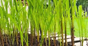 La Nación / Proyecto vitroplantas, en etapa final con 5.600 plantines para renovación de los cañaverales
