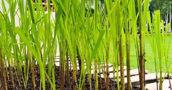 La Nación / Proyecto vitroplantas, en etapa final con 5.600 plantines para renovación de los cañaverales