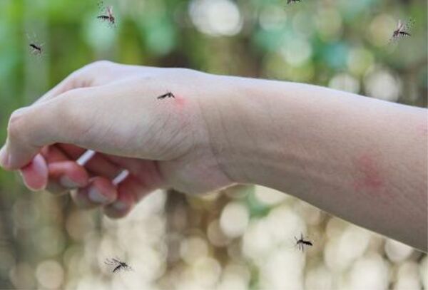 Doctor Sequera: "Ayer era dengue, hoy es chikungunya y mañana puede ser mayaro" - Megacadena — Últimas Noticias de Paraguay