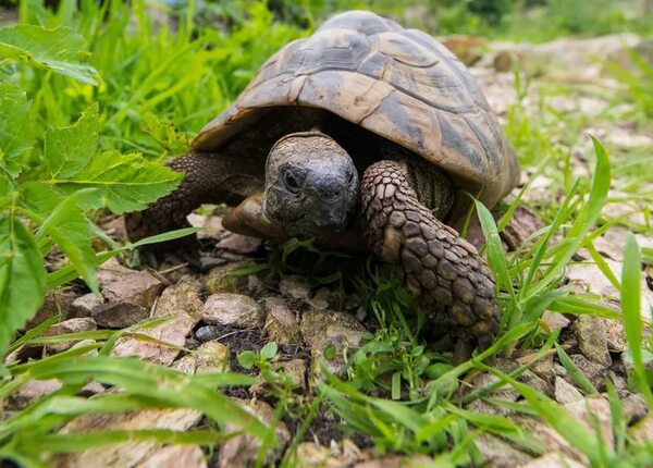 ¿Qué sabemos de las tortugas? - Mascotas - ABC Color