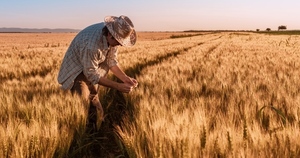 Baja producción del 2022 sigue afectando a la exportación de trigo