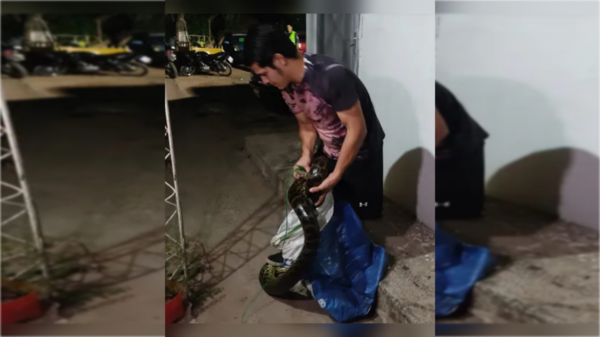 Masacre plumífera: pensaron en ataques del chupacabras, pero ¡era una kuriju!