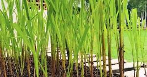 La Nación / Afirman que programa de vitroplantas está en la etapa final