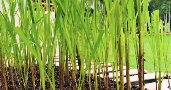La Nación / Afirman que programa de vitroplantas está en la etapa final