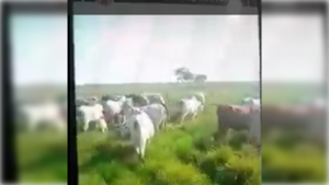 [VIDEO] Vaca "amaneció" sin lengua: culpan al Luisón y Malavisión