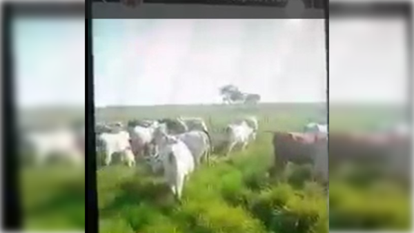 [VIDEO] Vaca "amaneció" sin lengua: culpan al Luisón y Malavisión