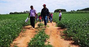 Comercialización del maíz y cosecha de soja generaron buenos rendimientos a pequeños productores