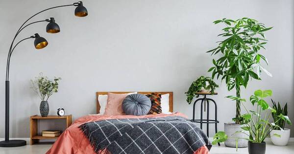 La Nación / Estas plantas son ideales para decorar el hogar y necesitan poca luz