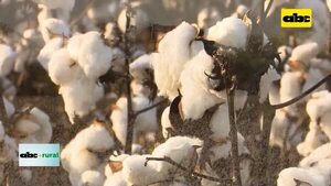 Video: Jornada sobre producción de algodón en el Chaco  - ABC Rural - ABC Color