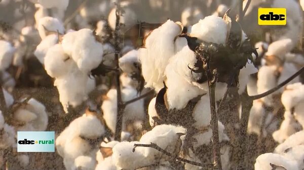 Video: Jornada sobre producción de algodón en el Chaco - ABC Rural - ABC Color