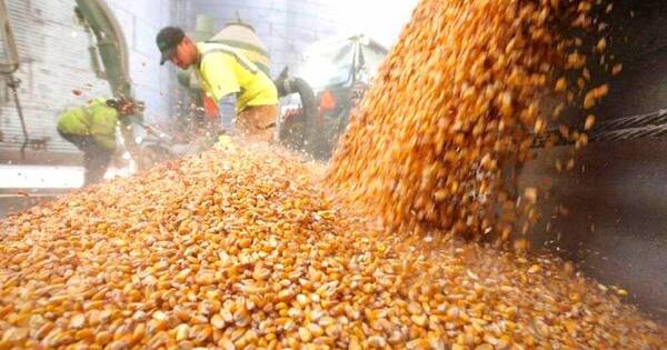 La Nación / Maíz ya está en el campo, pero no descartan disminución en la producción