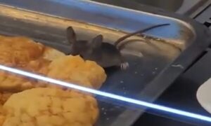 (VIDEO)¡Infraganti! Ratoncito se comió la milanesa de un súper