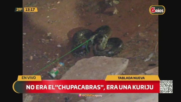 Gallinas desaparecidas: No era el "chupacabras", era una kurijú - C9N