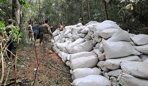 Paraguay narco: Destruyen 130 toneladas de droga en norteña zona de Amambay pero no hay reporte de detenidos – La Mira Digital