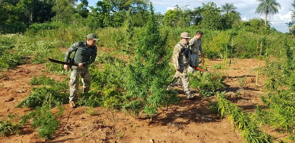 SENAD opera contra centros de producción de droga en Bella Vista Norte