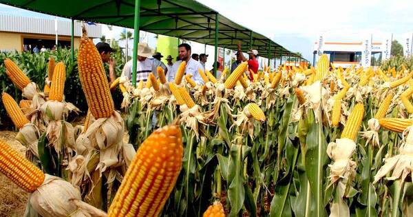 La Nación / Maíz ya está en el campo, pero no descartan la merma en la producción