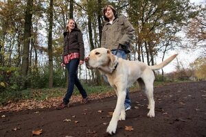 ¿Qué pasa si tu perro no sale a pasear? - Mascotas - ABC Color