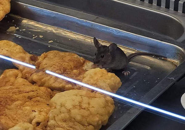 Intervendrán supermercado tras aparición de ratón - Noticiero Paraguay