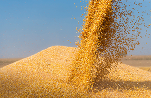 Maíz ya está en el campo, pero no descartan disminución en la producción