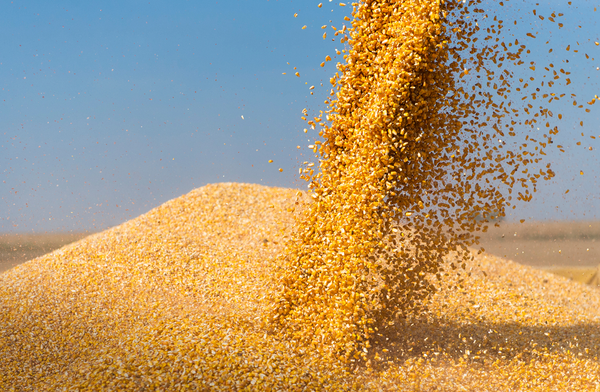 Maíz ya está en el campo, pero no descartan disminución en la producción