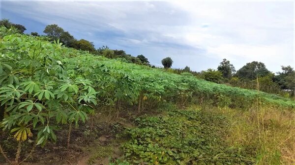 Lluvia trae alivio al sector agrícola de Paraguarí - Nacionales - ABC Color