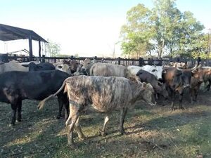 Hurtan 20 terneritos de un establecimiento ganadero de Ybytymí - Nacionales - ABC Color