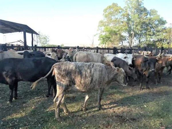 Hurtan 20 terneritos de un establecimiento ganadero de Ybytymí - Nacionales - ABC Color