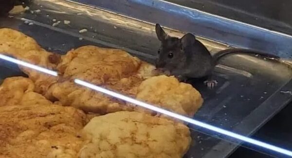Video: intervienen supermercado donde cliente grabó a un ratón en la vitrina de comida - ABC en el Este - ABC Color