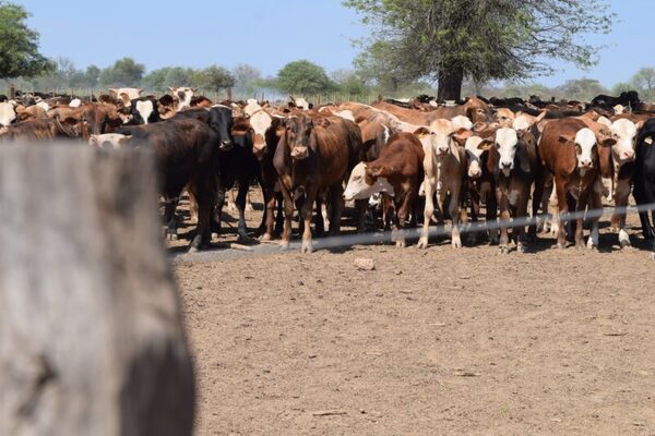 Segundo periodo de vacunación contra la fiebre aftosa arranca en mayo