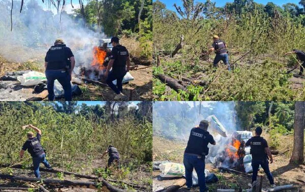 Destruyen más de 6 toneladas de marihuana en Caaguazú – Prensa 5