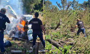 Anulan más de 6 toneladas de marihuana en Caaguazú - OviedoPress