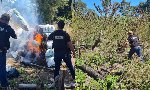 Anulan más de 6 toneladas de marihuana en Caaguazú - OviedoPress