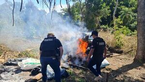 Diario HOY | Allanan inmueble rural y destruyen supuesta marihuana en Caaguazú