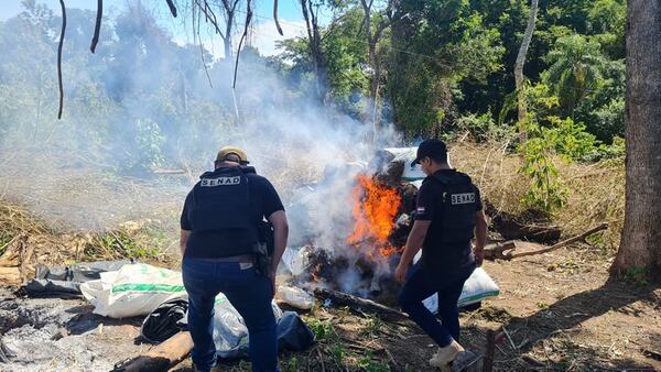 Diario HOY | Allanan inmueble rural y destruyen supuesta marihuana en Caaguazú
