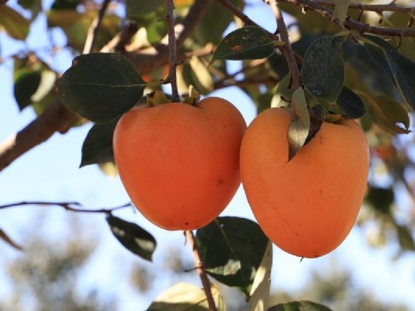 Exitoso primer envío de una fruta nacional a Europa - La Tribuna