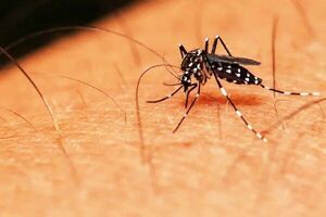Argentina aprueba uso de vacuna japonesa contra el dengue
