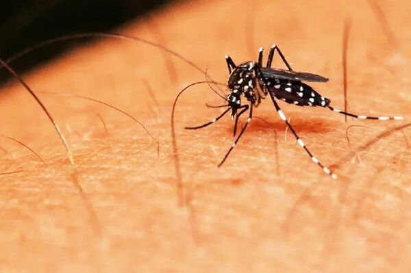 Argentina aprueba uso de vacuna japonesa contra el dengue