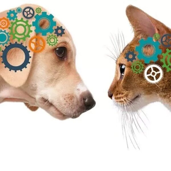 ¿Cómo sé si mi mascota debe visitar a un especialista en neurología? - Mascotas - ABC Color