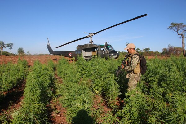 Golpe a narcos en Amambay con destrucción de droga | 1000 Noticias