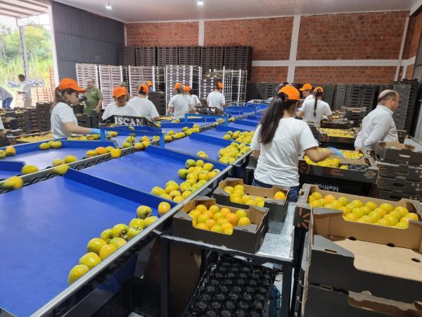 Por primera vez, Paraguay logró exportar caqui fresco al mercado europeo