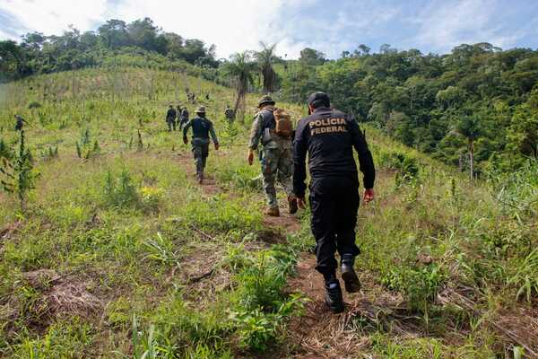 Operativo Nueva Alianza 37 sacó de circulación 840 toneladas de marihuana en una semana